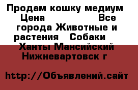 Продам кошку медиум › Цена ­ 6 000 000 - Все города Животные и растения » Собаки   . Ханты-Мансийский,Нижневартовск г.